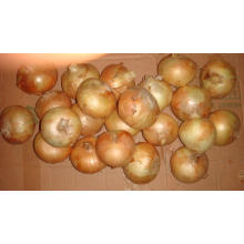 Alta calidad y bajo precio Cebolla amarilla (3-5cm)